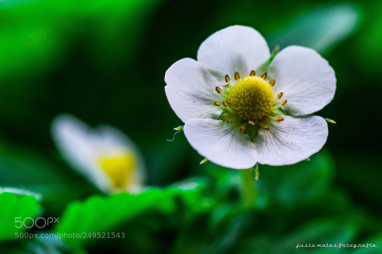 Nikon D3100 sample photo. Peque a flor de photography