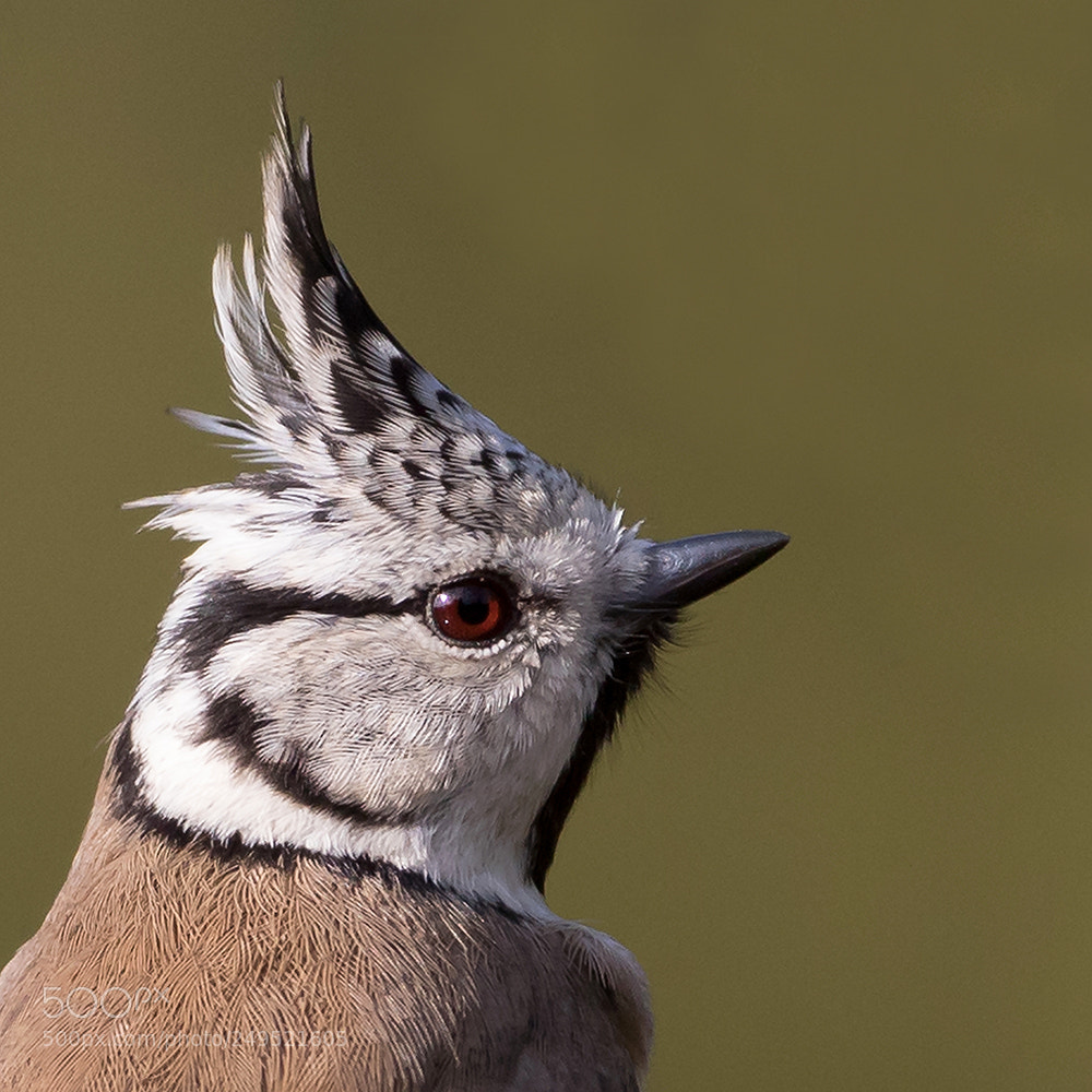 Canon EOS 7D Mark II sample photo. European crested tit photography