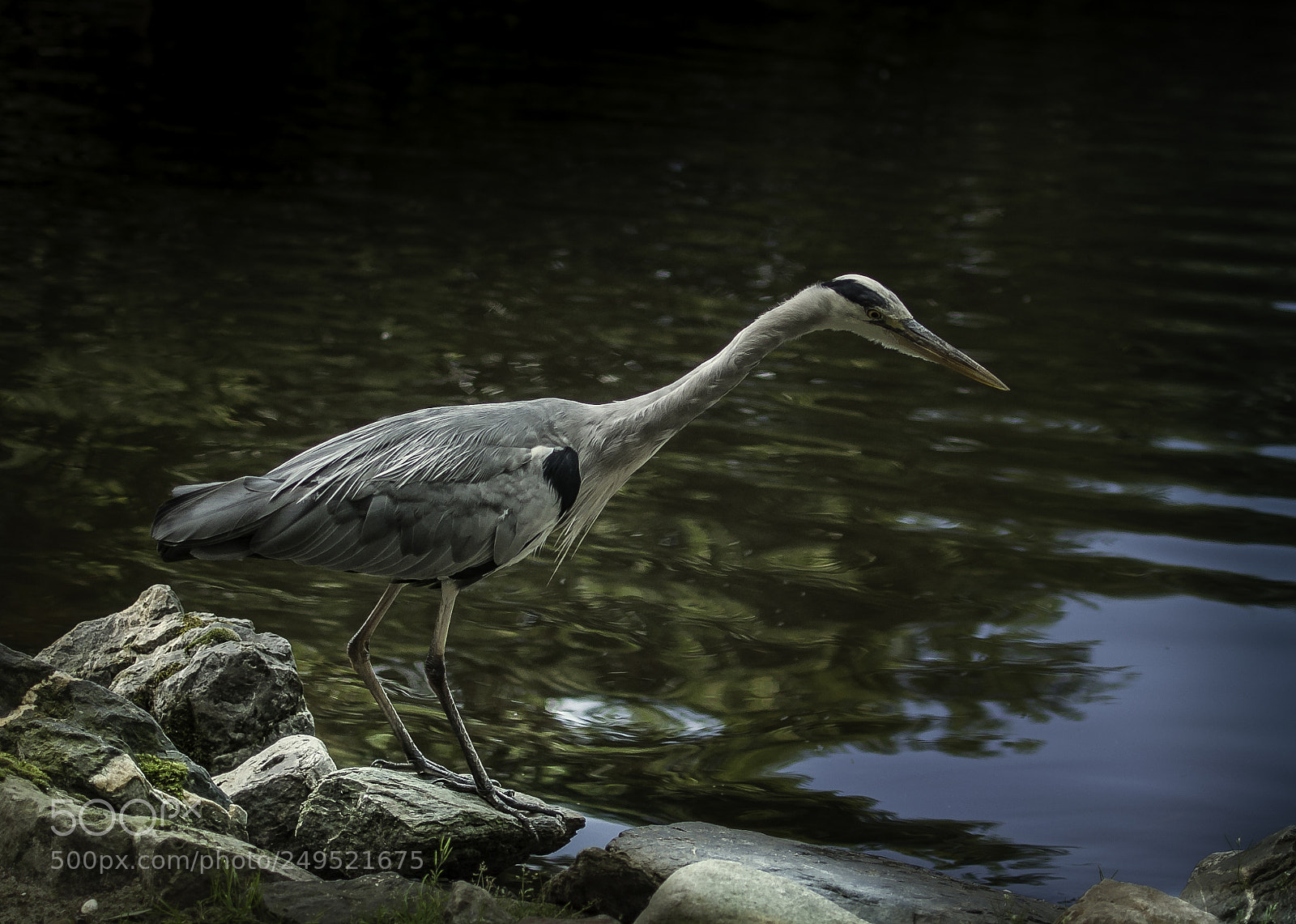 Nikon D5000 sample photo. Egret photography