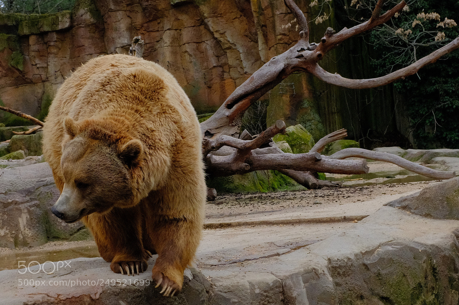 Fujifilm X100F sample photo. Ursoc zoo madrid photography