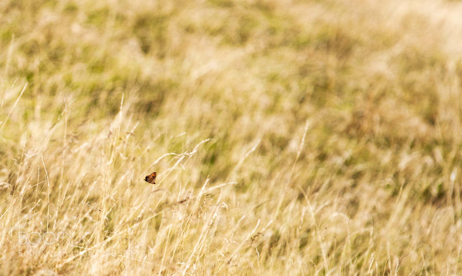 Canon EOS 600D (Rebel EOS T3i / EOS Kiss X5) sample photo. Fly fly little butterfly photography