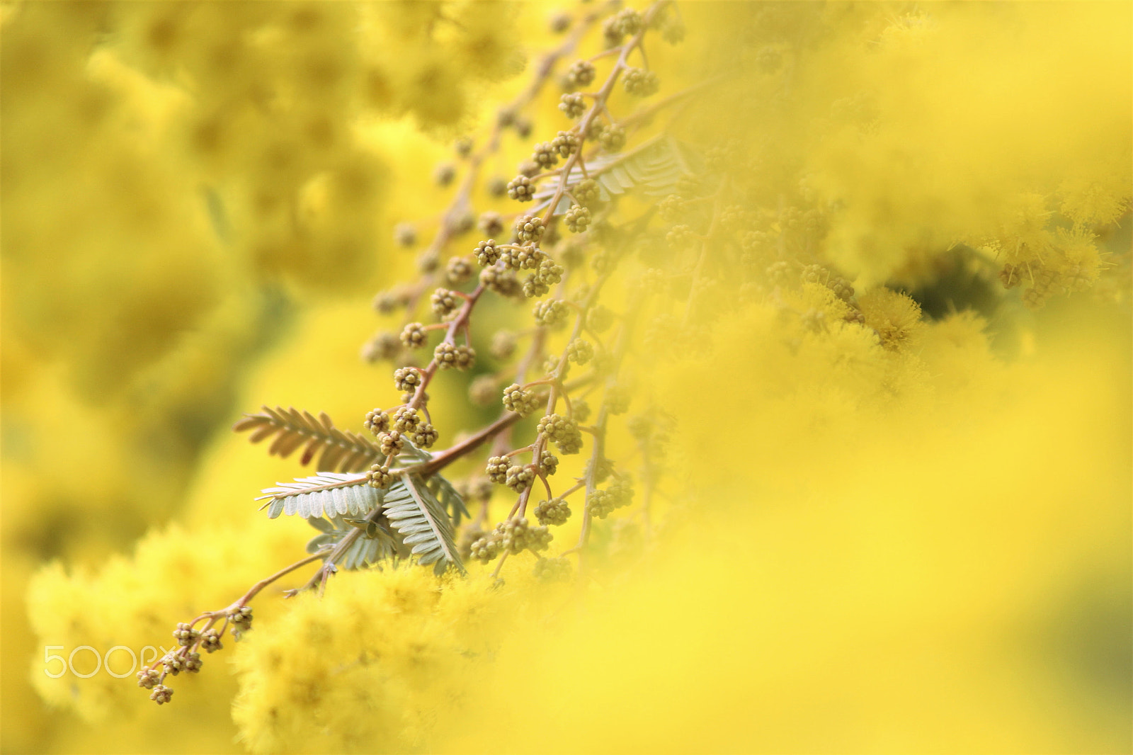 Canon EF-S 55-250mm F4-5.6 IS II sample photo. Yellow paradise photography