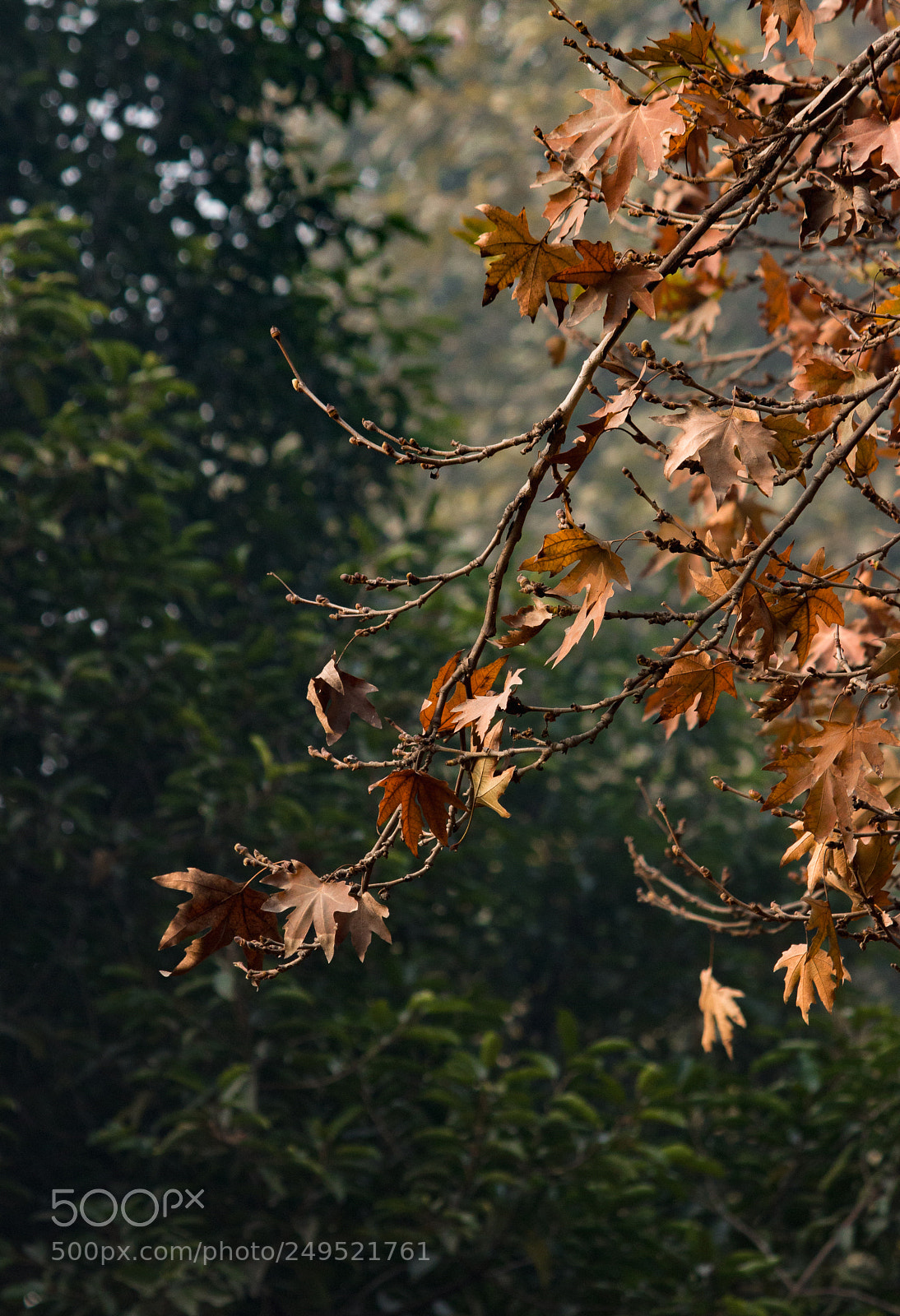 Canon EOS 70D sample photo. Autumn photography
