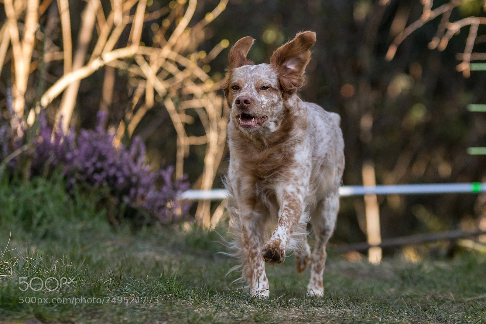 Nikon D7200 sample photo. And she runs and photography