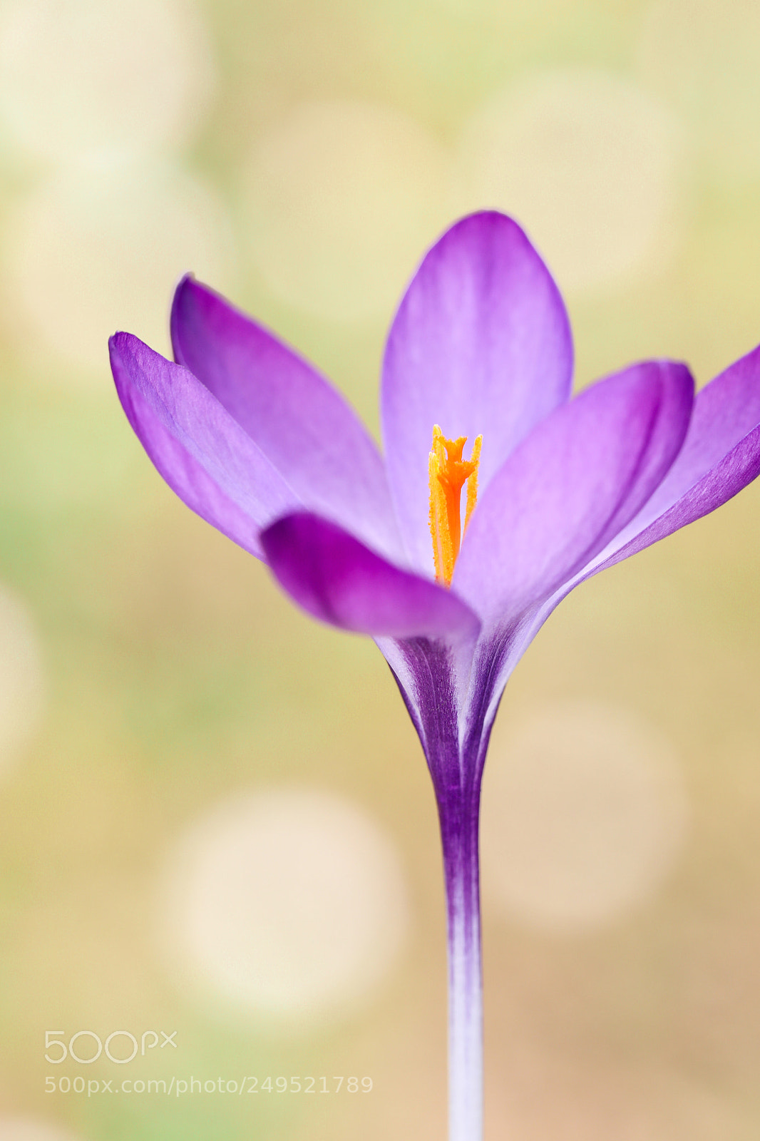 Canon EOS 5D Mark IV sample photo. Spring photography