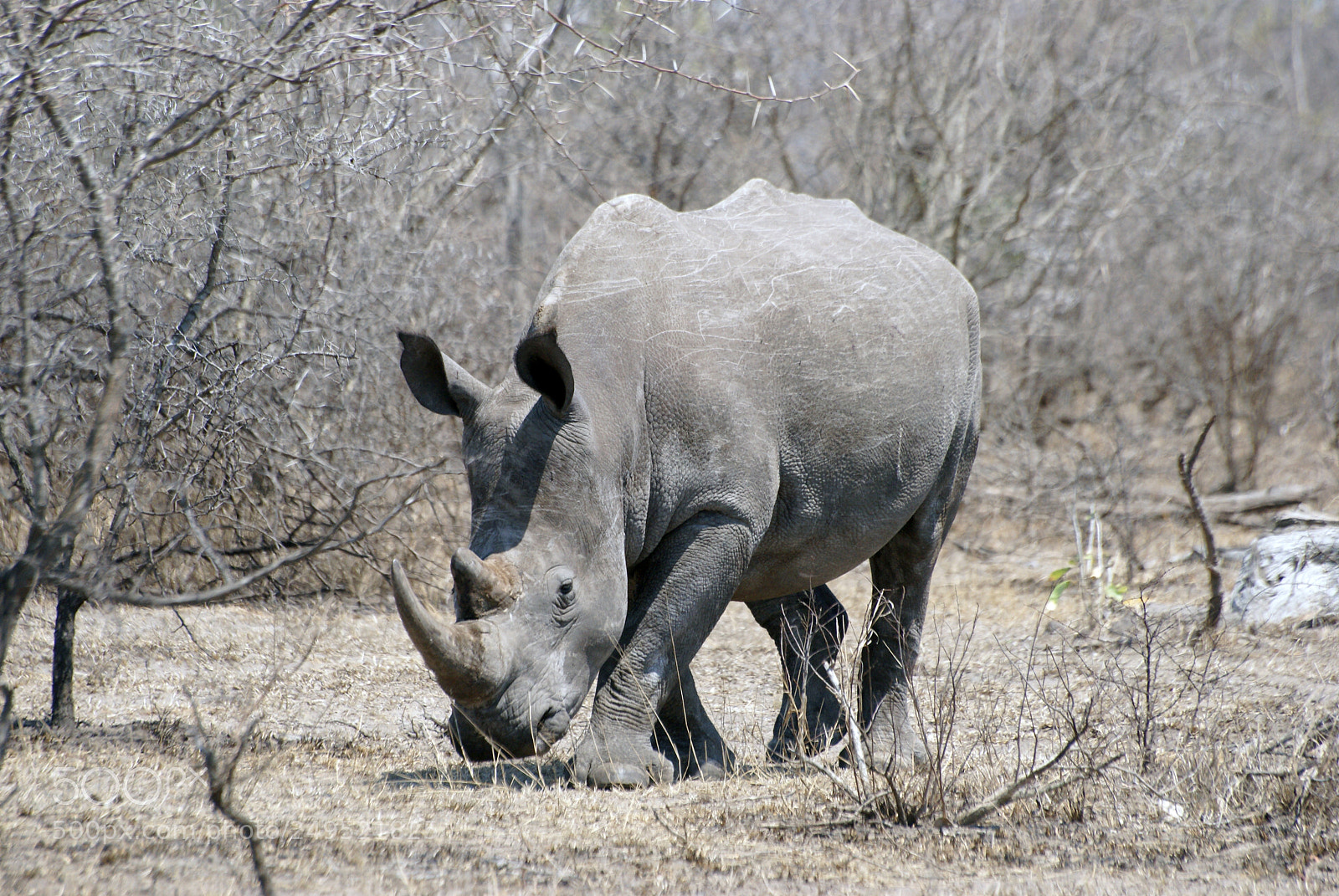 Sony Alpha DSLR-A200 sample photo. Nashorn photography