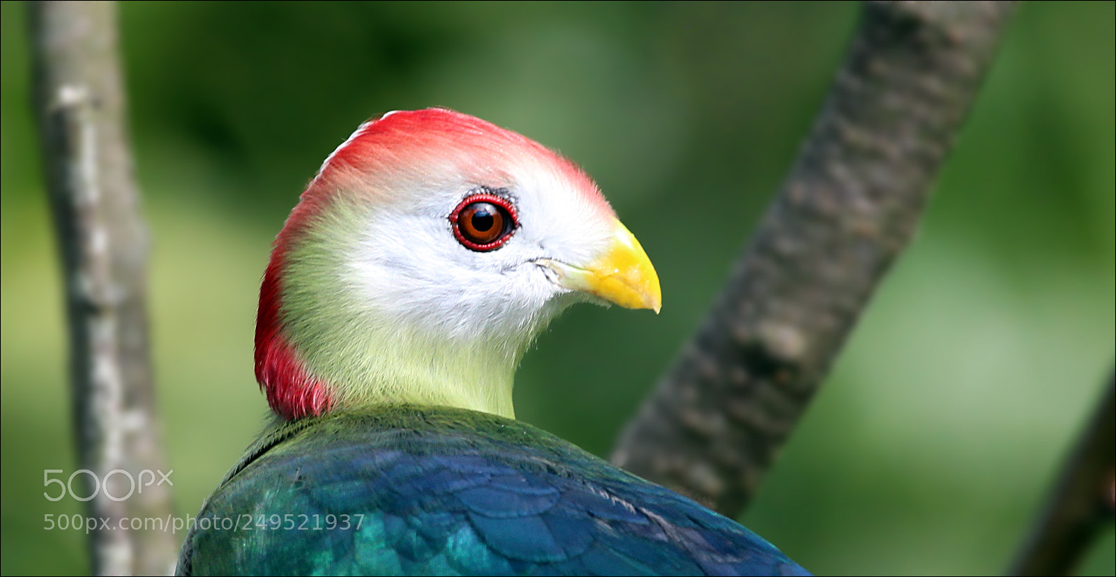 Canon EOS 700D (EOS Rebel T5i / EOS Kiss X7i) sample photo. Turaco photography