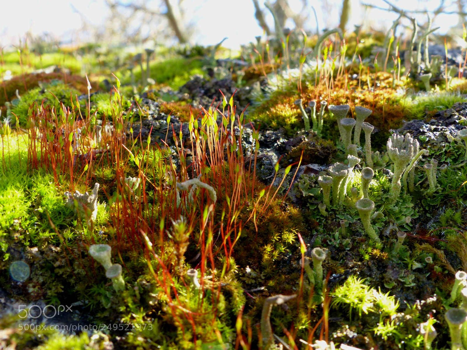 Panasonic Lumix DMC-FZ200 sample photo. Mosses and lichens photography