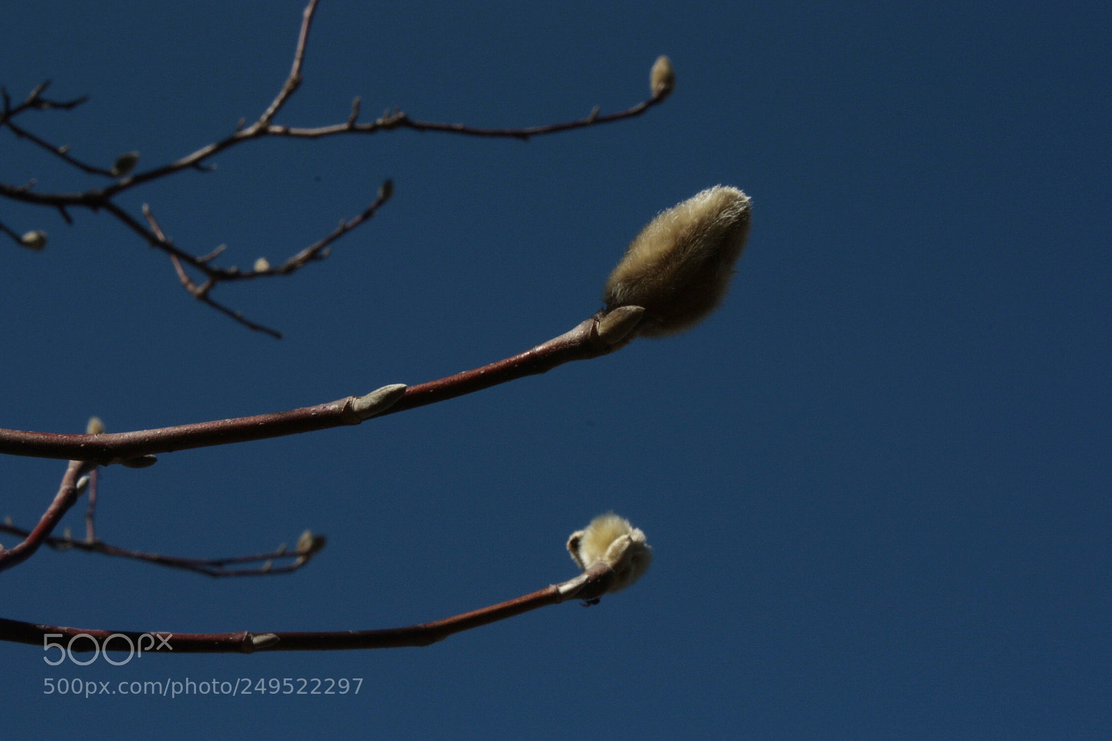 Canon EOS 450D (EOS Rebel XSi / EOS Kiss X2) sample photo. Spring is coming... photography