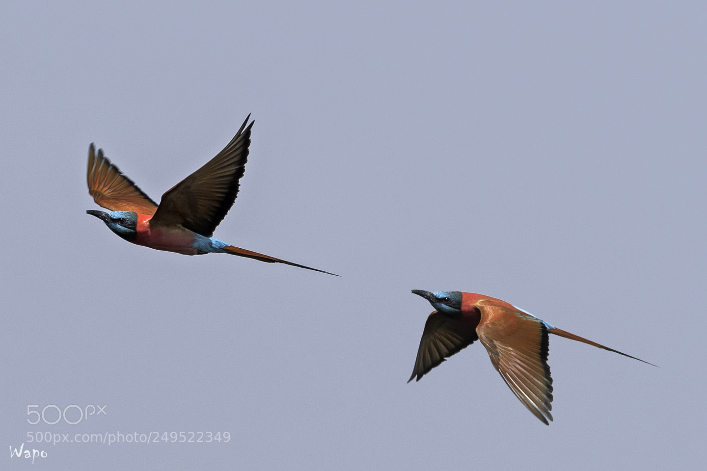 Nikon D500 sample photo. Southern carmin bee-eaters photography