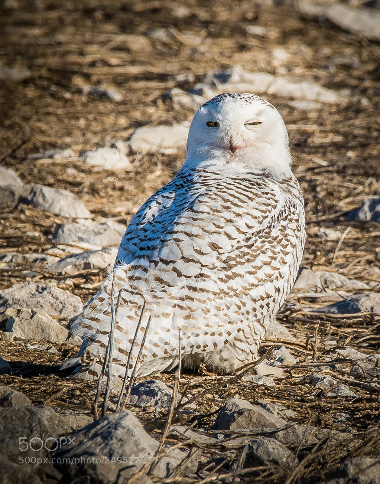 Nikon D7100 sample photo. *wink* photography