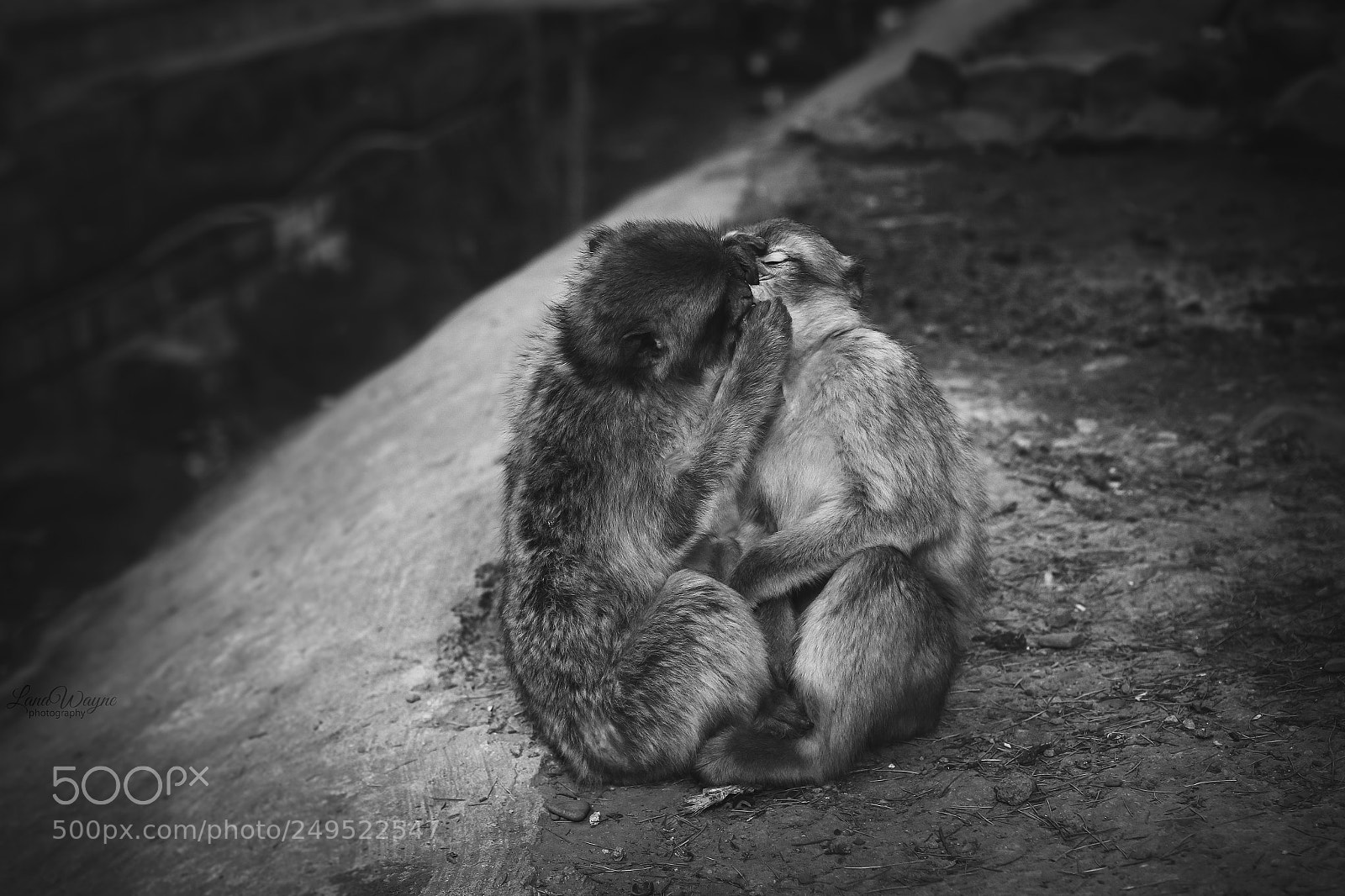 Canon EOS 7D Mark II sample photo. Black and white photography