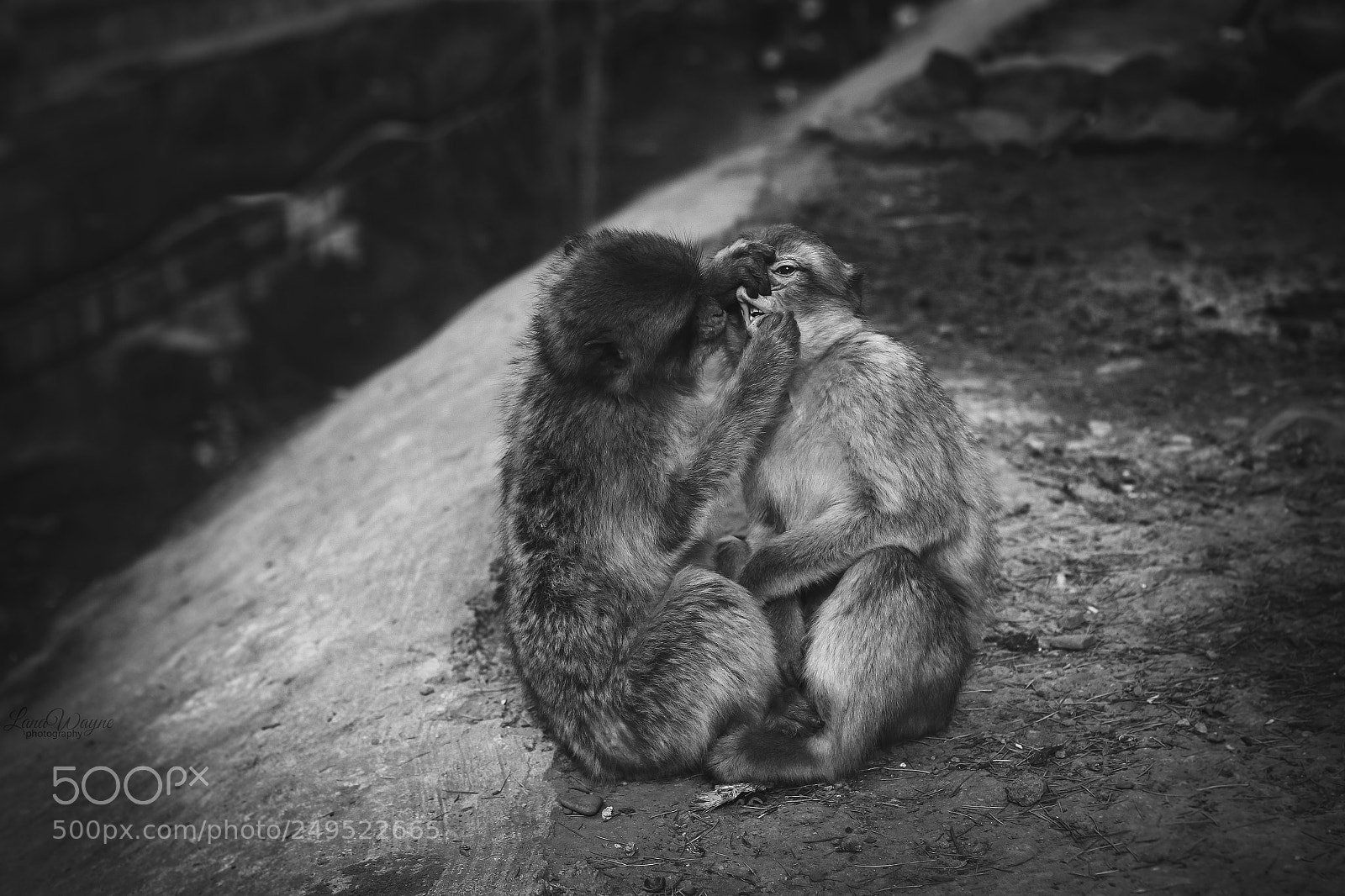 Canon EOS 7D Mark II sample photo. Black and white photography