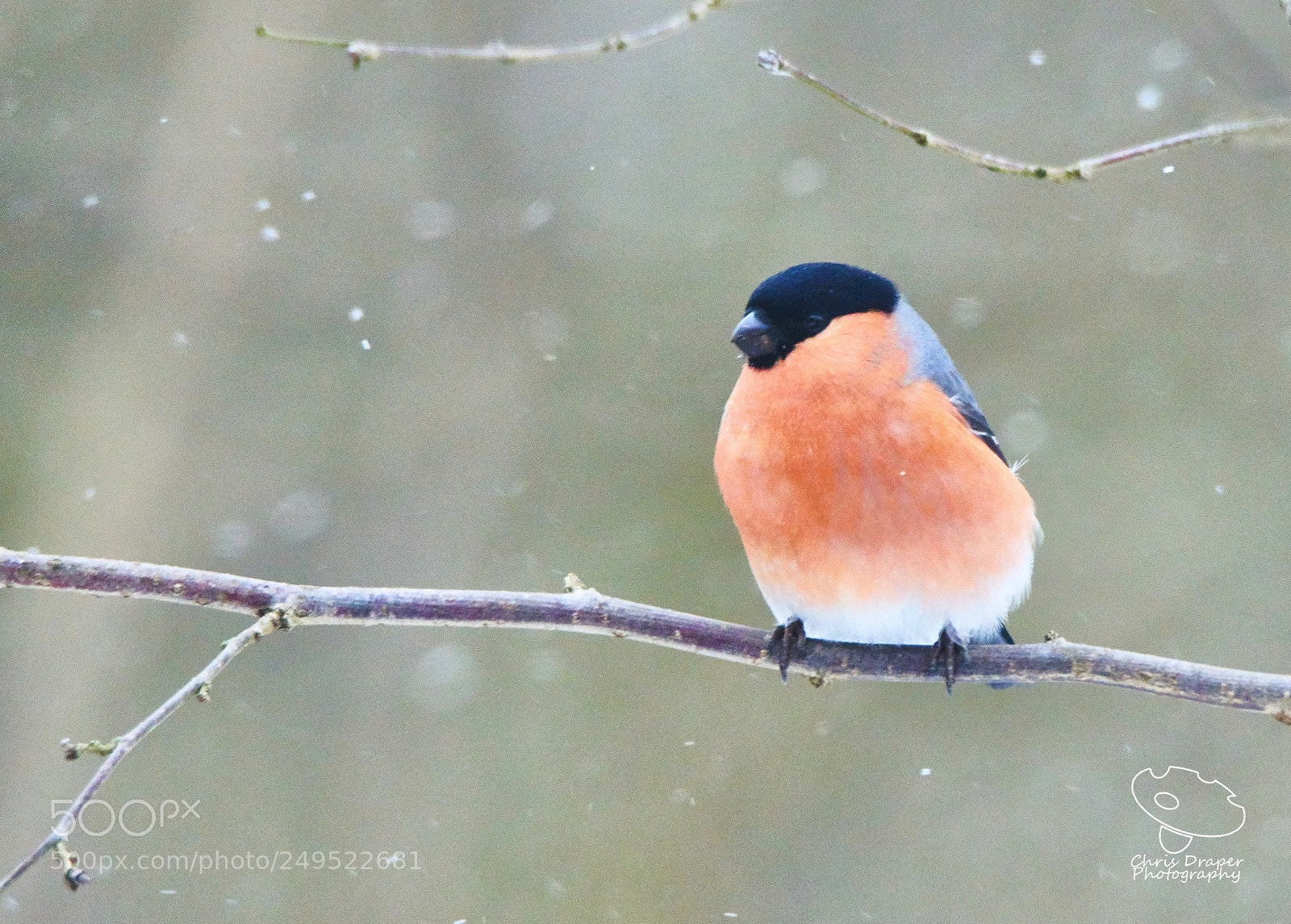 Sony ILCA-77M2 sample photo. Snowy bullfinch photography