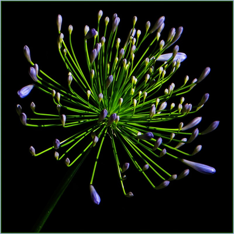 Canon PowerShot SX280 HS sample photo. Agapanthus photography