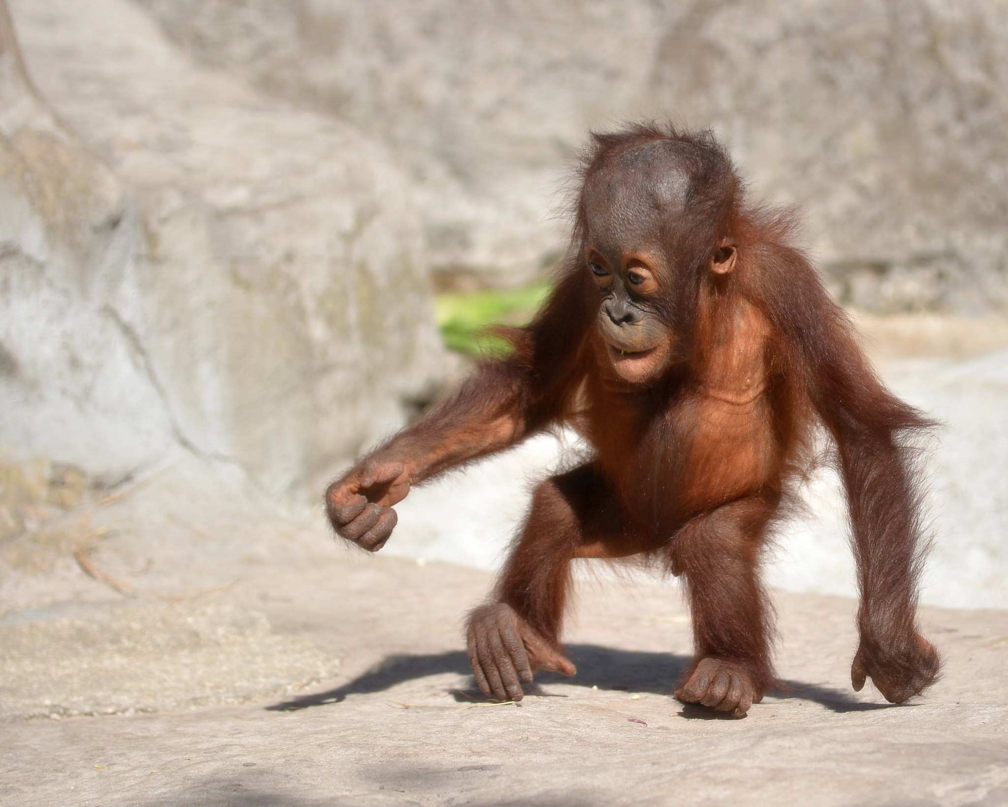 Sigma 50-100mm F1.8 DC HSM Art sample photo. Baby orangutan photography