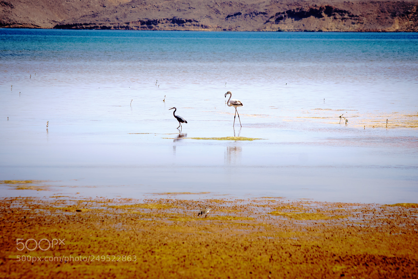 Sony ILCA-77M2 sample photo. Wild birds enjoying the photography