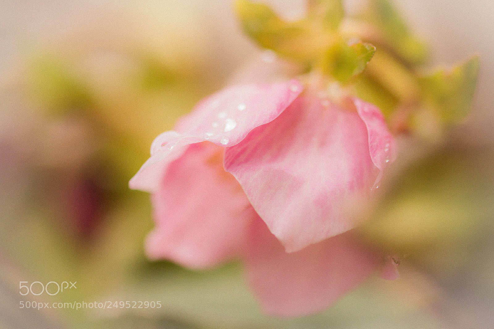 Canon EOS 70D sample photo. Dream of spring photography