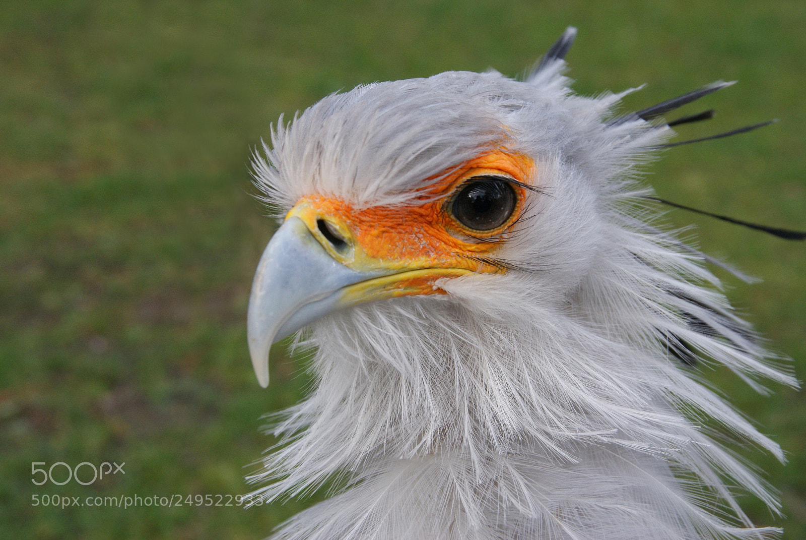 Sony Alpha DSLR-A200 sample photo. Beautiful bird photography