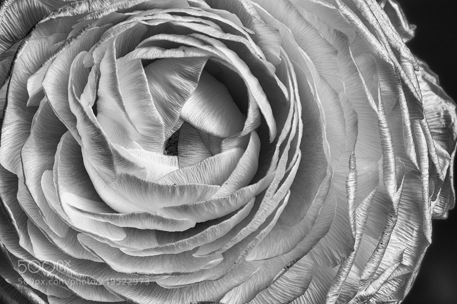 Canon EOS 7D Mark II sample photo. Rose, monochrome, macro photography