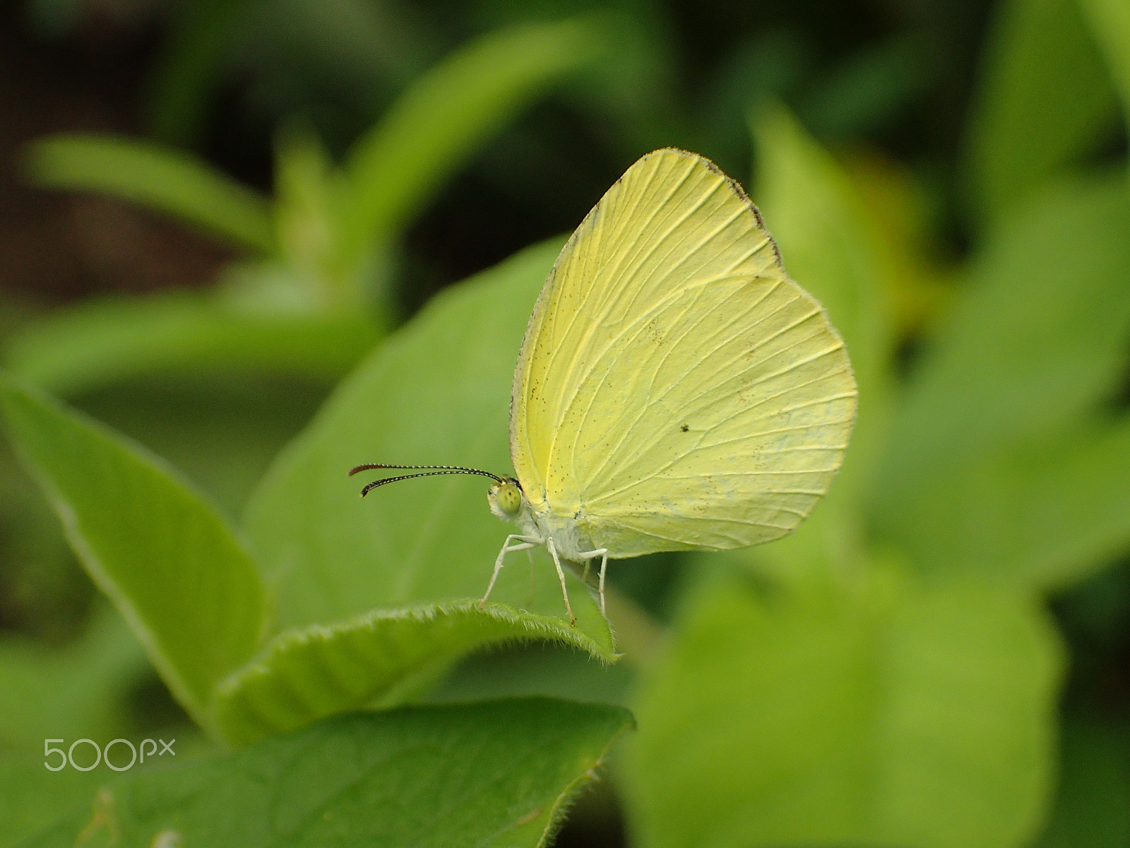 Olympus TG-3 sample photo. Jaune photography