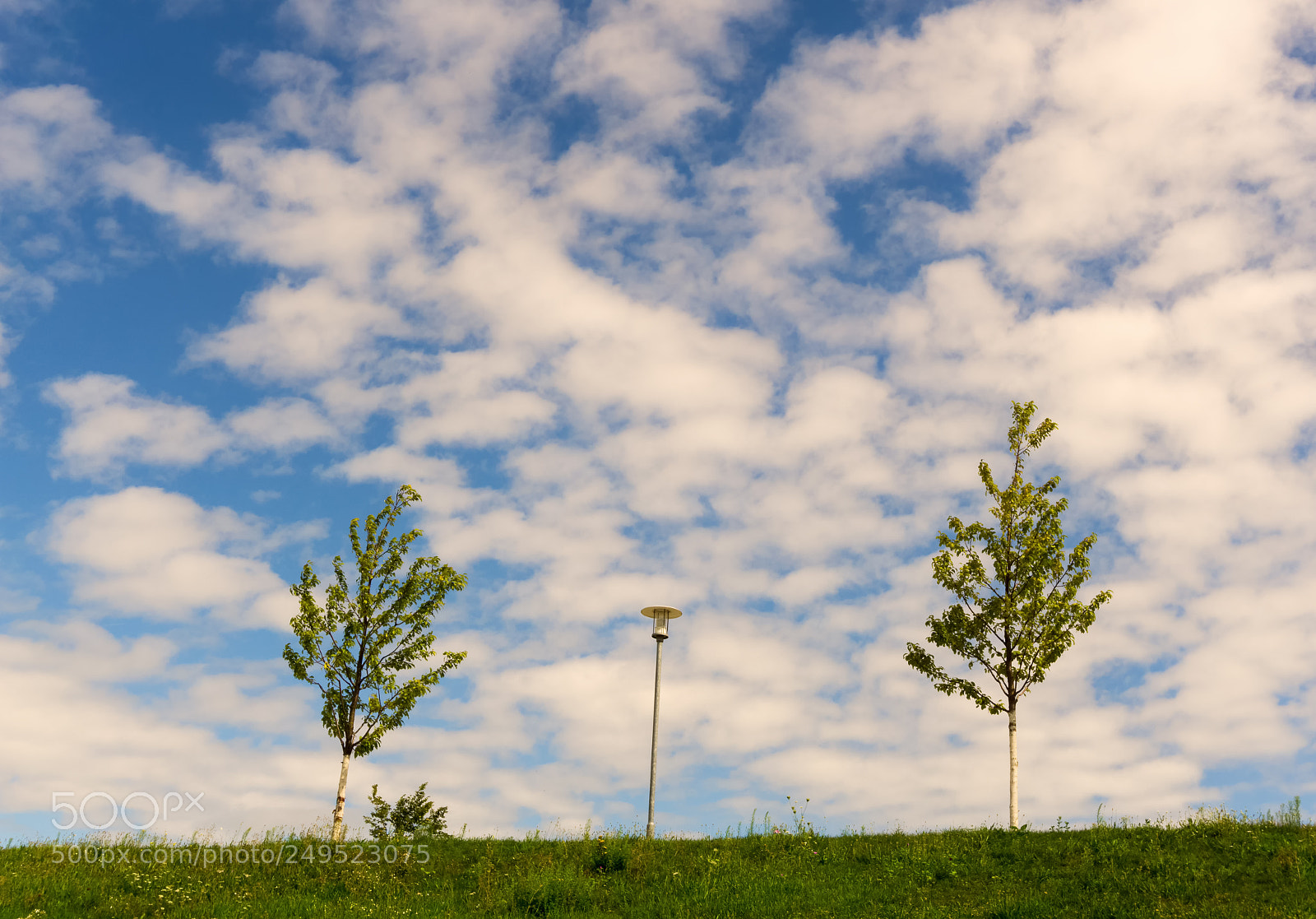 Sony a6000 sample photo. Two small trees and photography