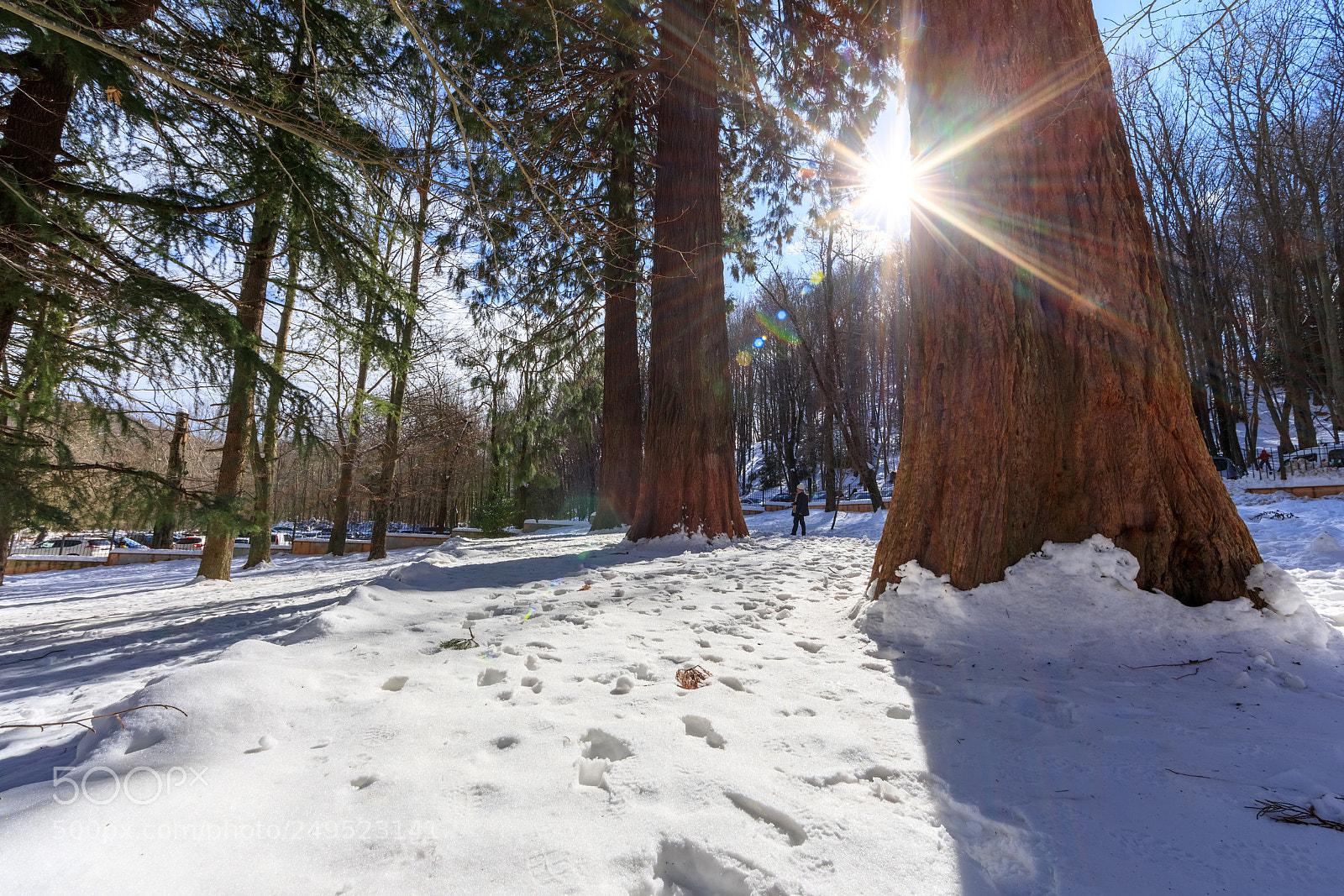 Canon EOS 5D Mark IV sample photo. Snowy forest photography