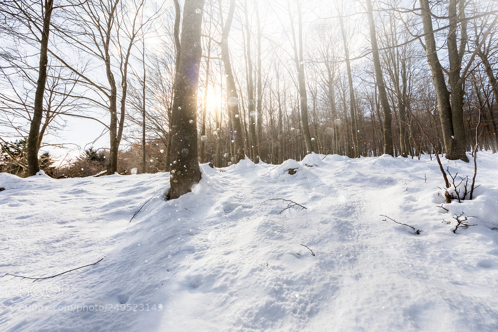Canon EOS 5D Mark IV sample photo. Snowy forest photography