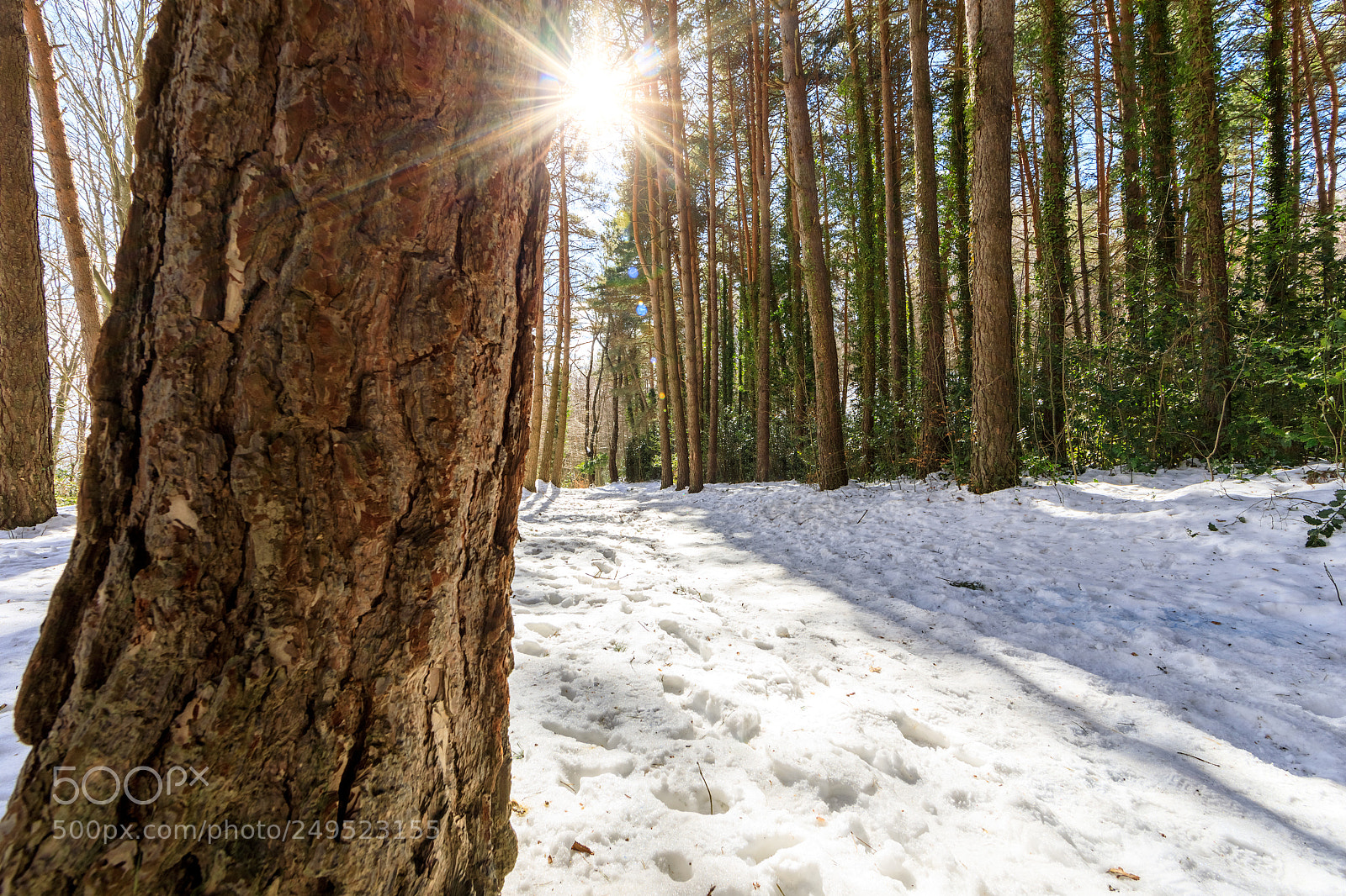 Canon EOS 5D Mark IV sample photo. Snowy forest photography