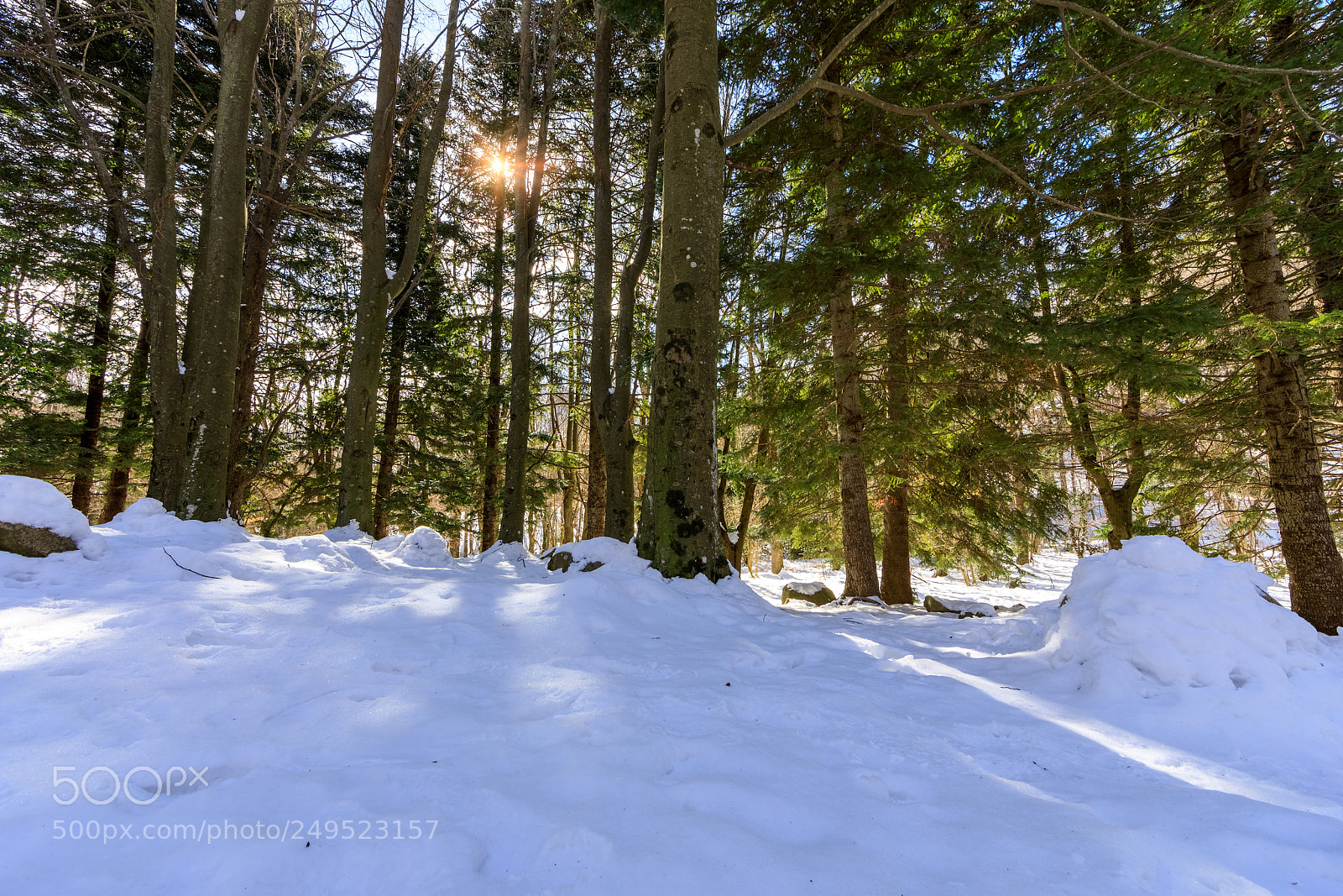 Canon EOS 5D Mark IV sample photo. Snowy forest photography