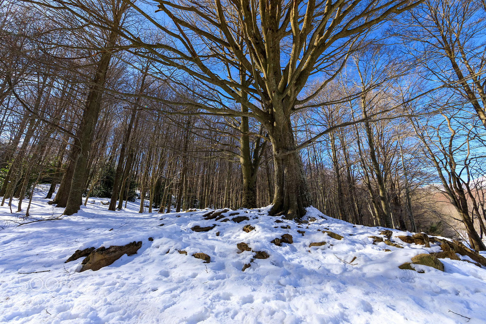 Canon EOS 5D Mark IV sample photo. Snowy forest photography
