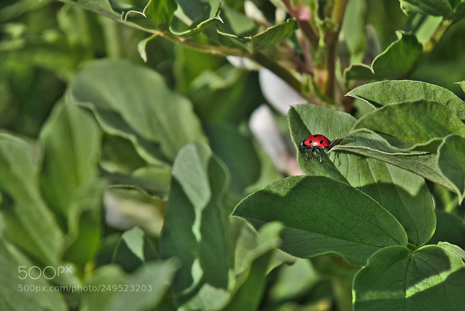 Panasonic Lumix DMC-GM1 sample photo. 2018 03 14  19 coccinellidae.jpg photography