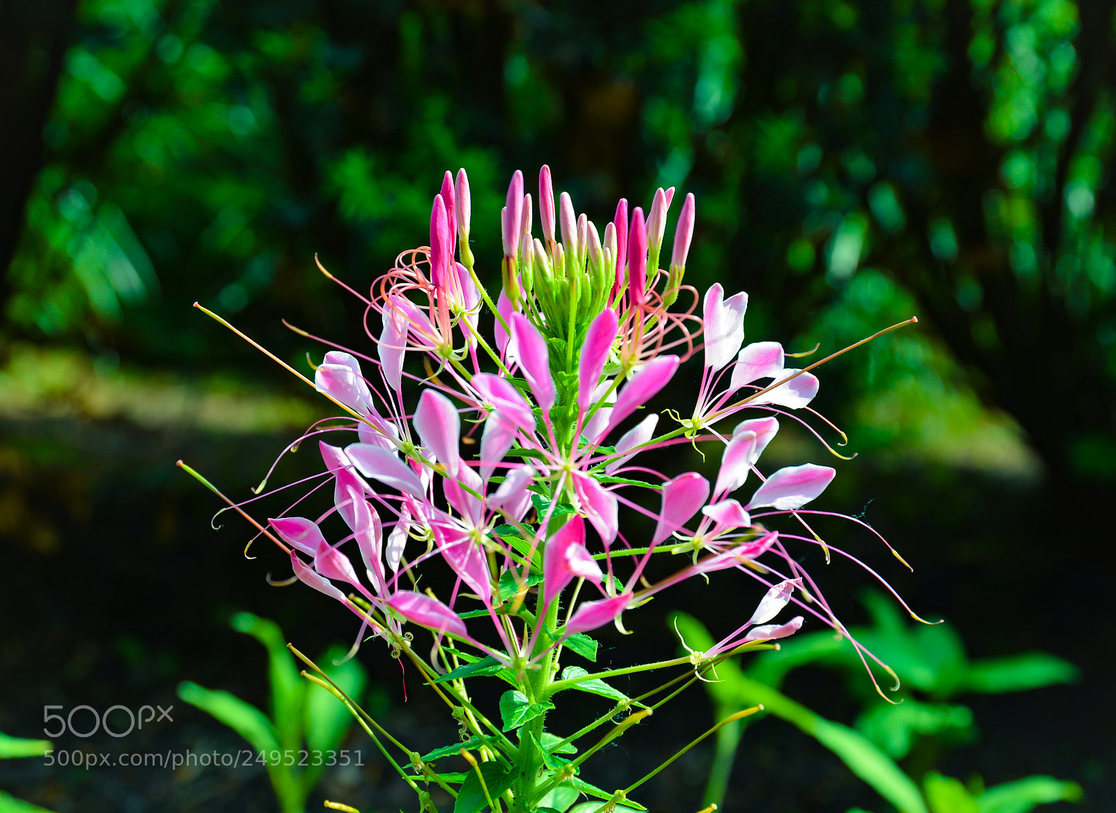 Nikon D600 sample photo. Flower bunch photography