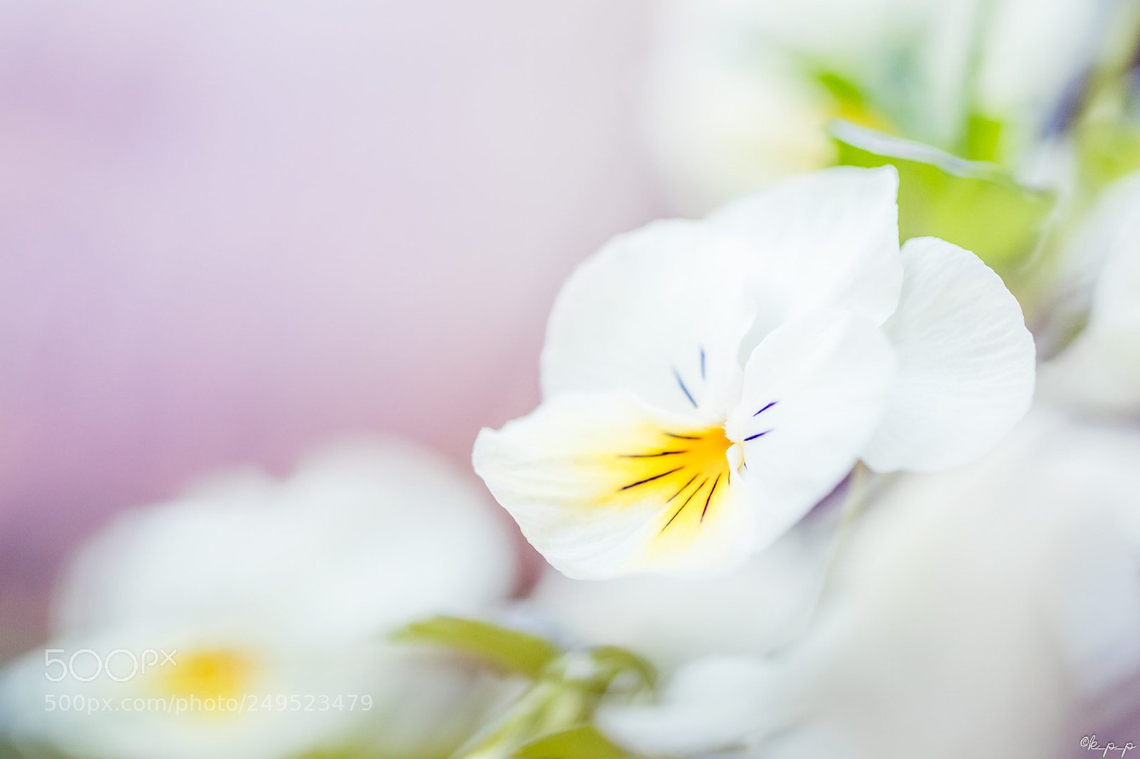 Canon EOS 80D sample photo. Viola photography