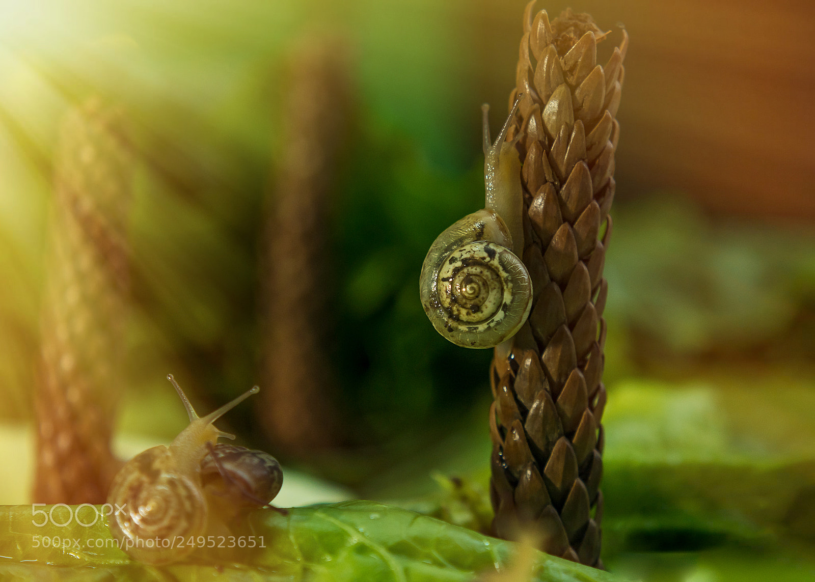 Nikon D5500 sample photo. Snails garden 1 photography