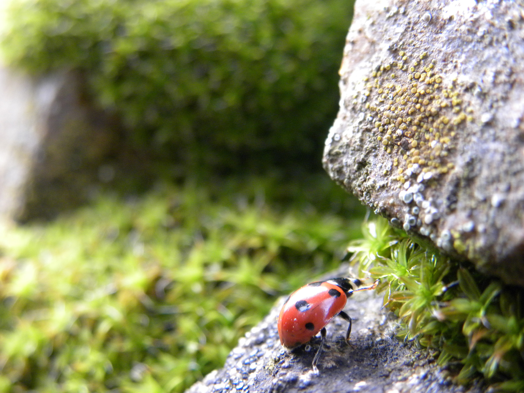 Nikon Coolpix P90 sample photo. Ladybug photography