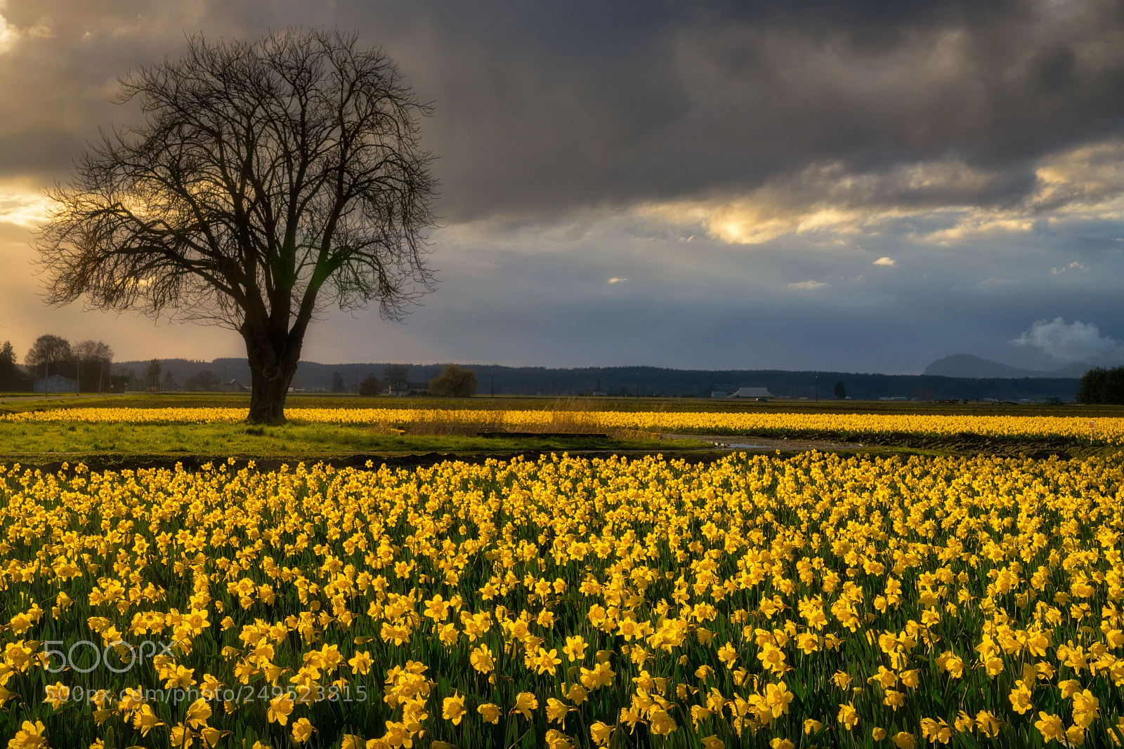 Sony a7R III sample photo. Daffodil field lone tree photography