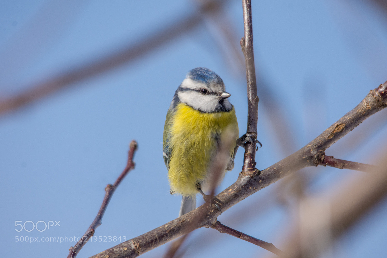 Nikon D7200 sample photo. Blue tit photography