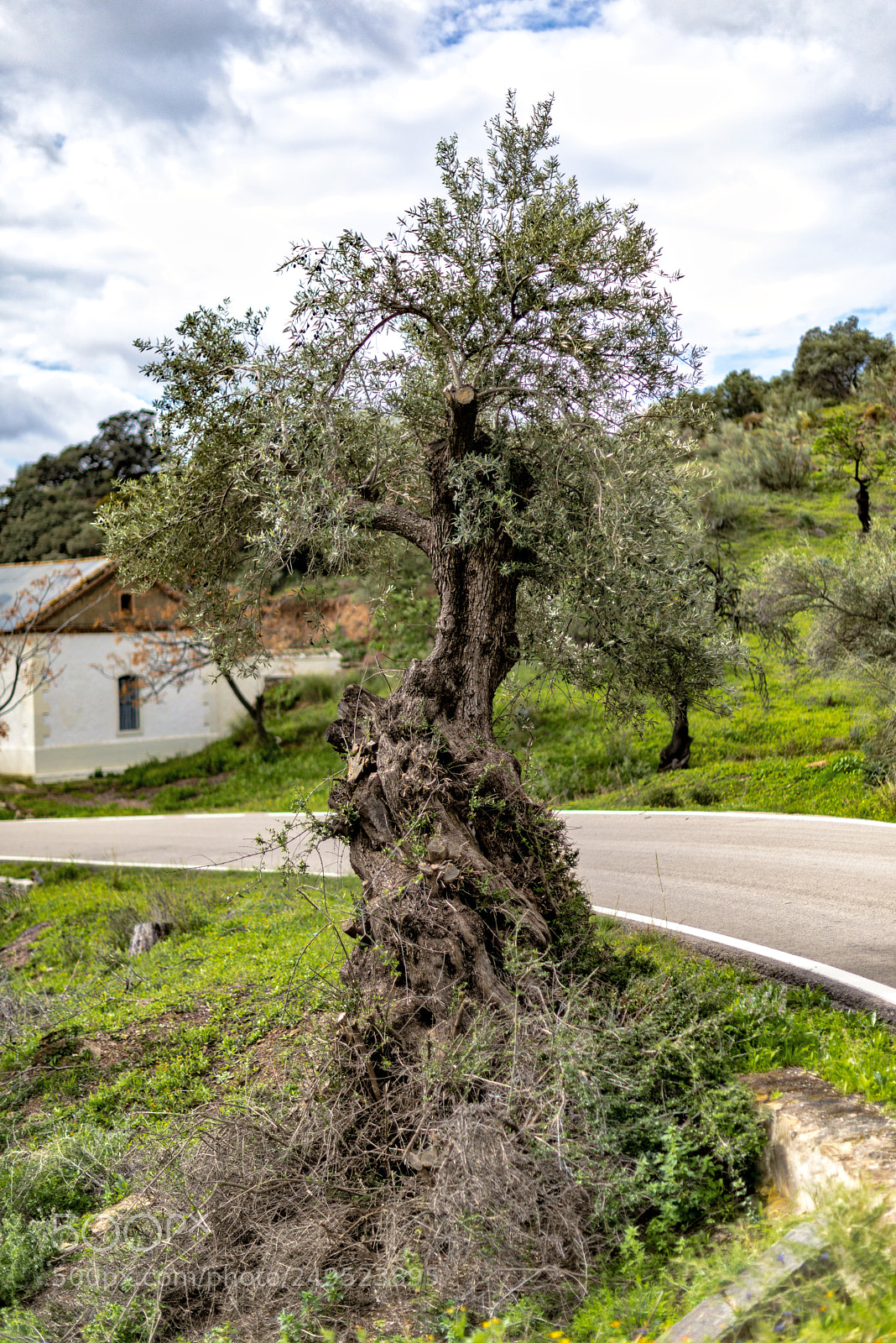 Nikon D800 sample photo. Olivo retorcido 2 photography