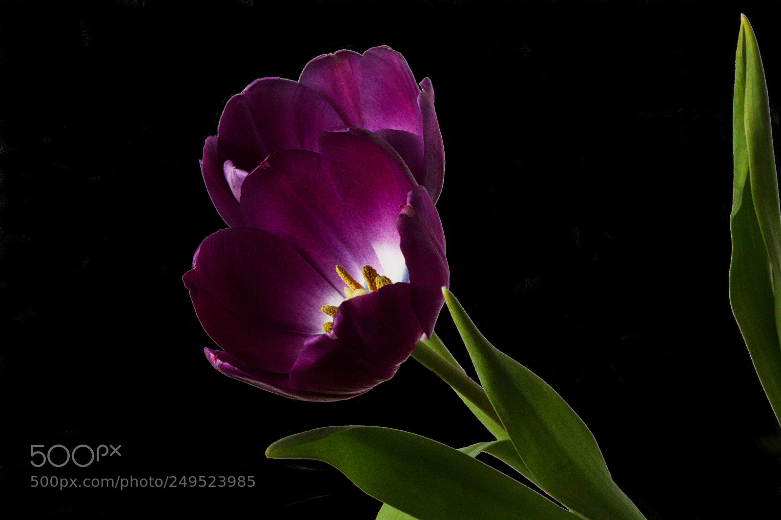 Canon EOS 77D (EOS 9000D / EOS 770D) sample photo. Purple tulips photography