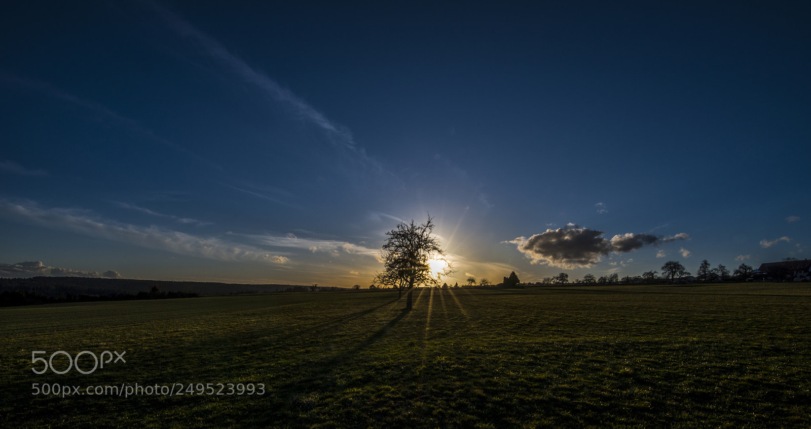 Nikon D800 sample photo. Sunset tree photography