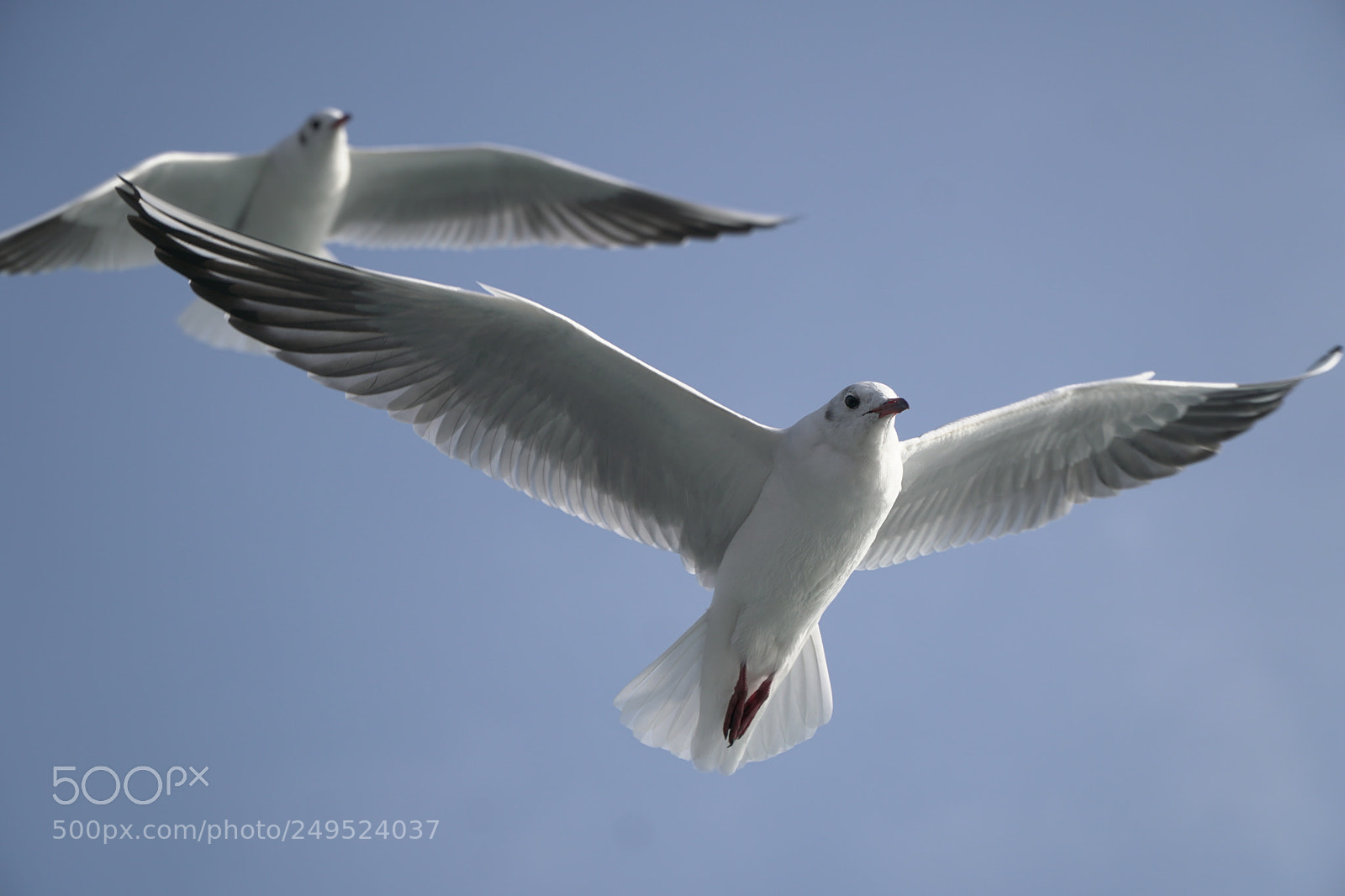 Sony a6500 sample photo. Seagull photography