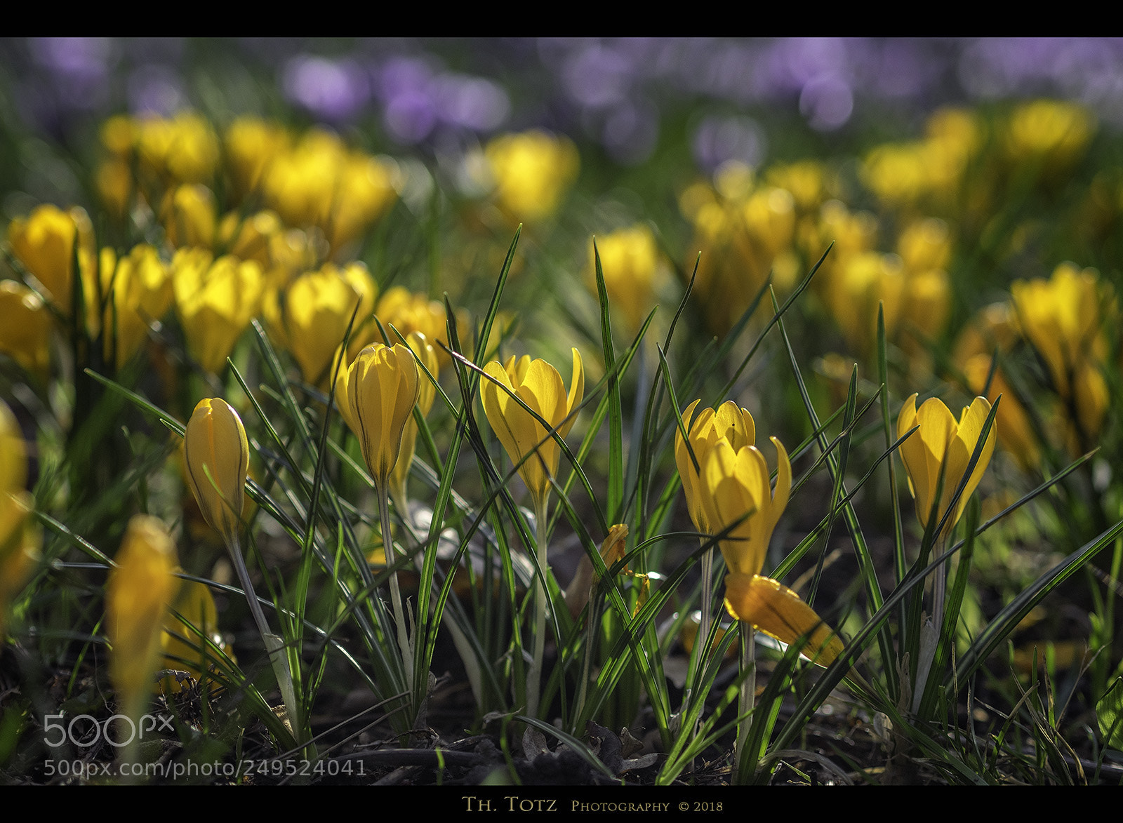 Olympus OM-D E-M1 sample photo. Spring meadow photography