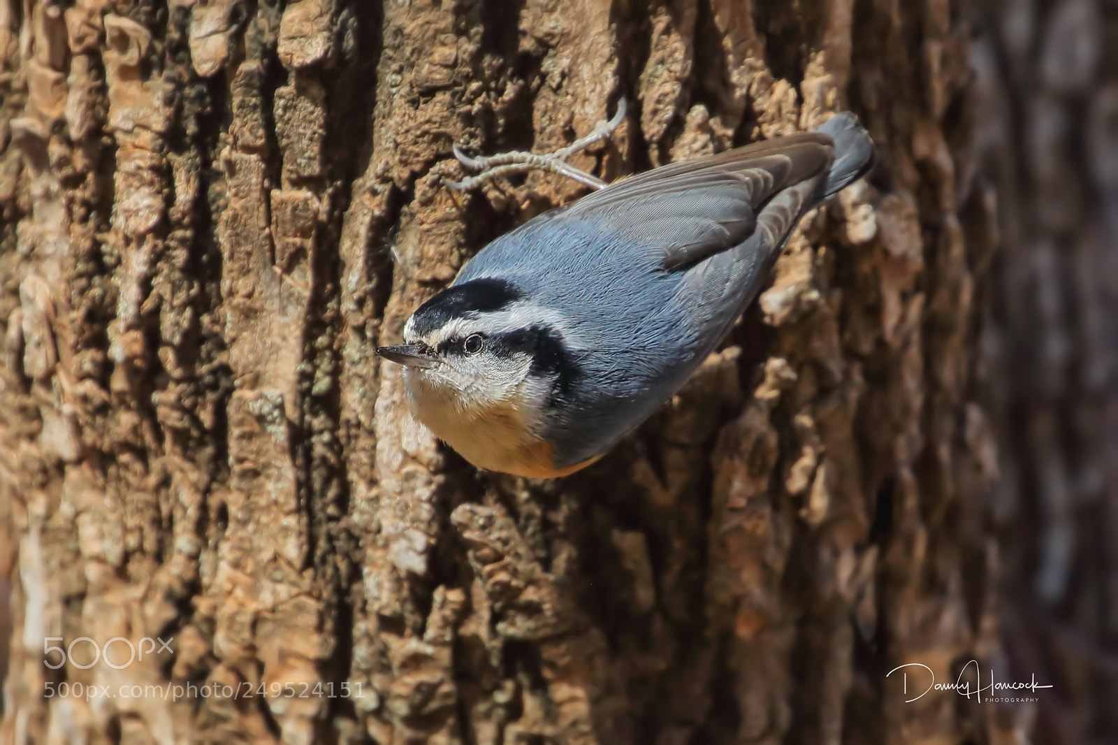 Canon EOS 5D Mark IV sample photo. Red-breasted nuthatch photography