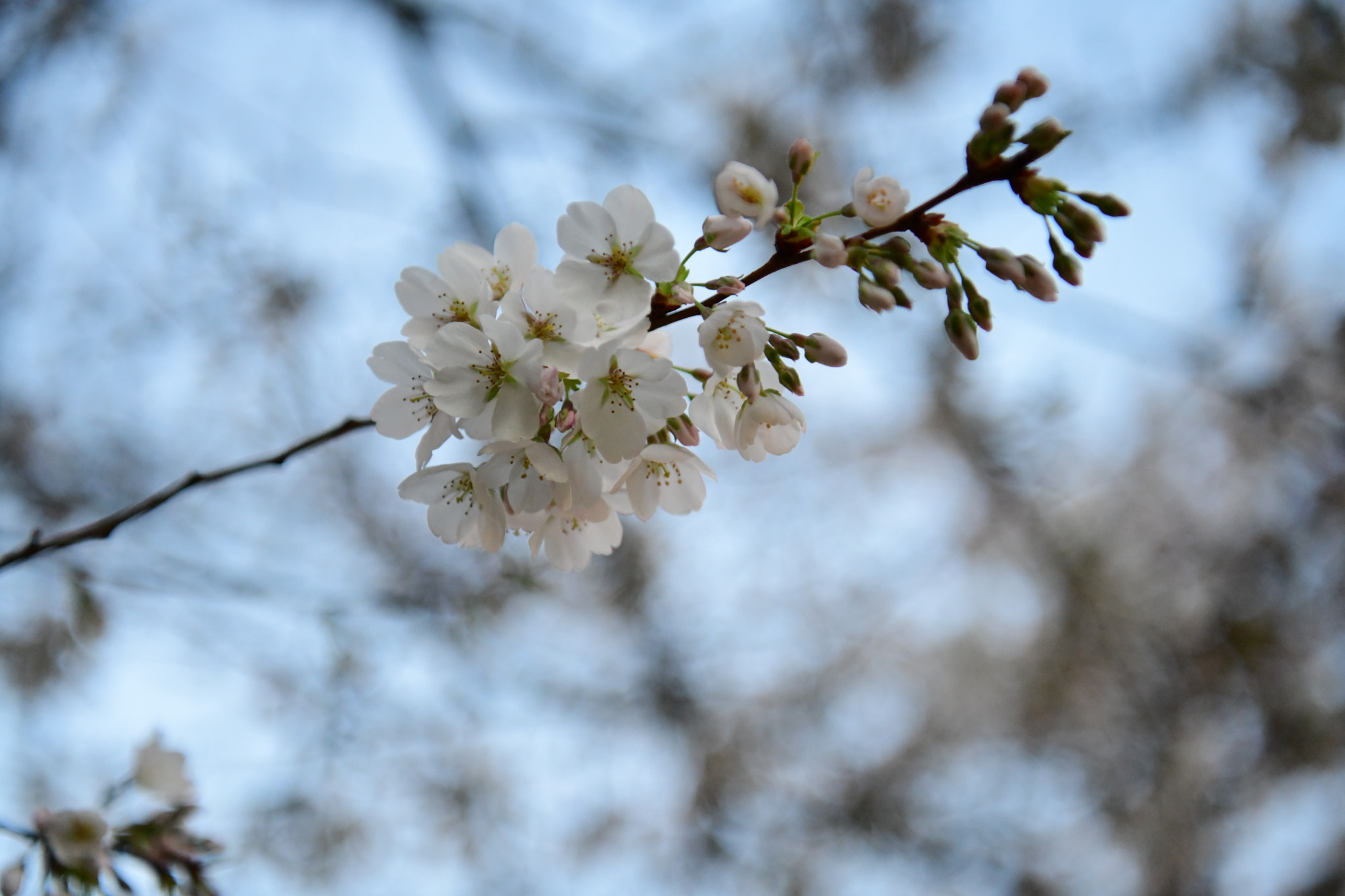 Nikon D850 + Nikon AF-S Nikkor 24-70mm F2.8E ED VR sample photo. Zen like photography