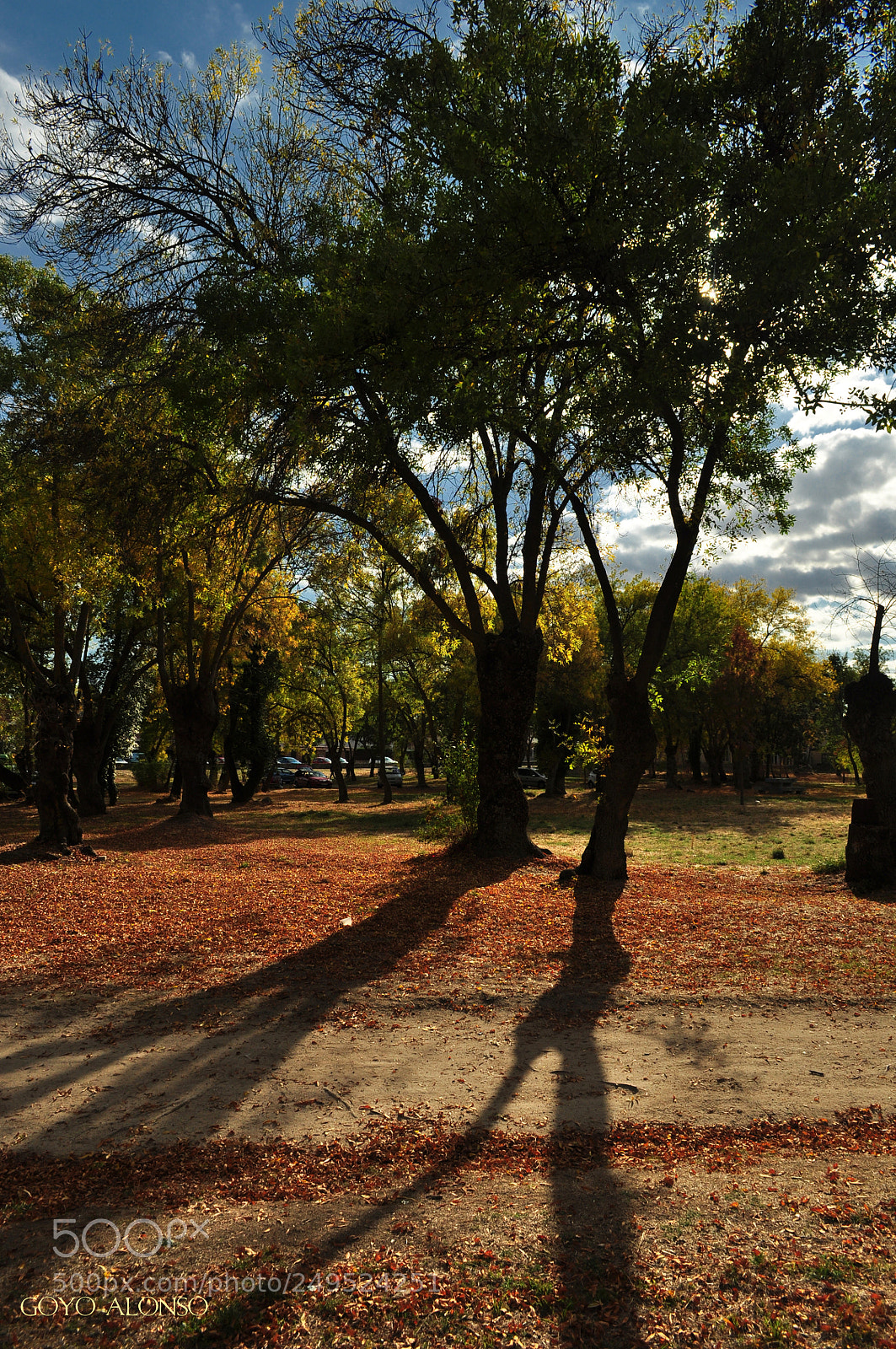 Nikon D5000 sample photo. Sombras photography