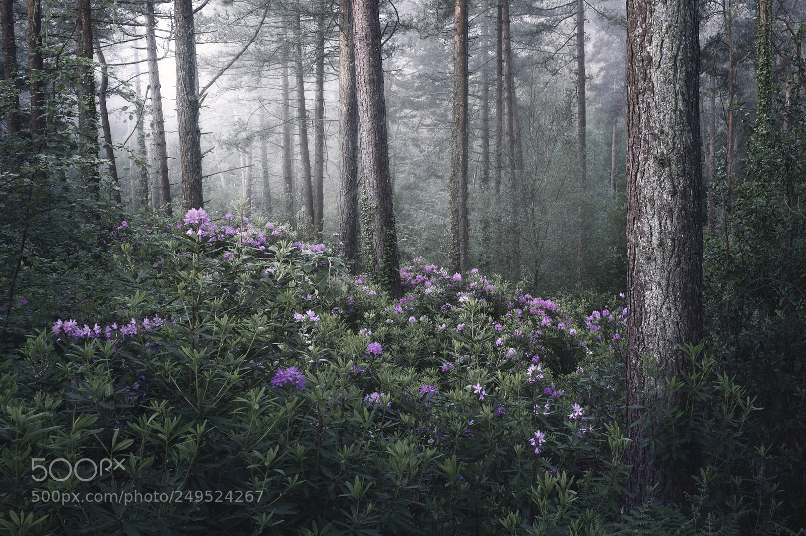 Nikon D3200 sample photo. Rhoddies in the mist photography