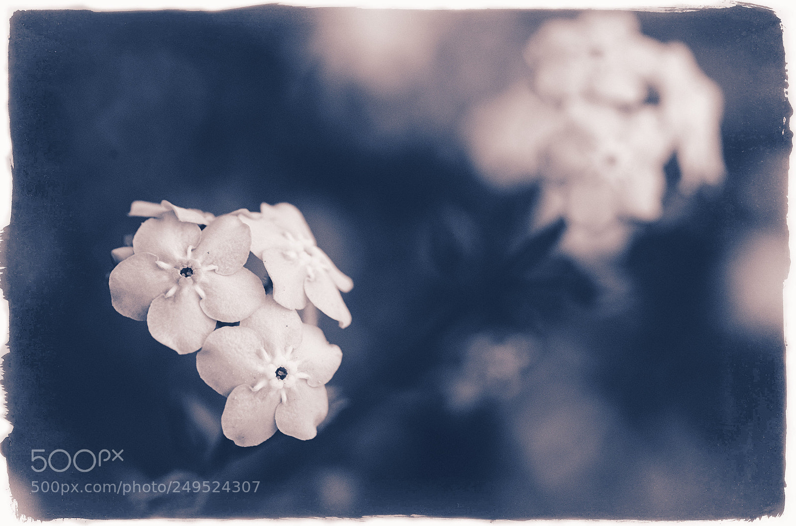 Nikon D7000 sample photo. Forget me not photography