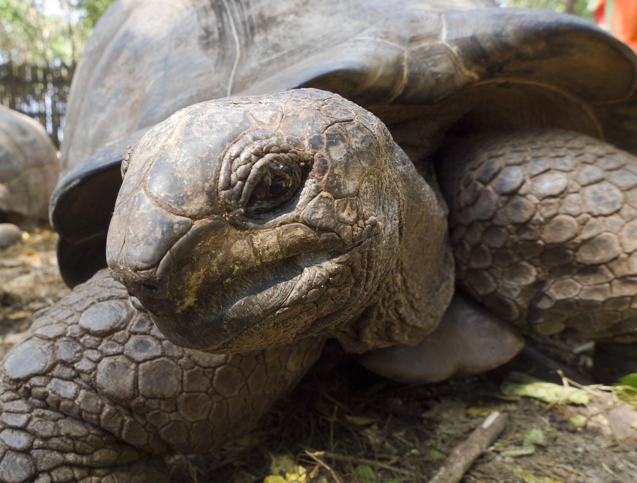 Olympus E-5 sample photo. Giant tortoise photography