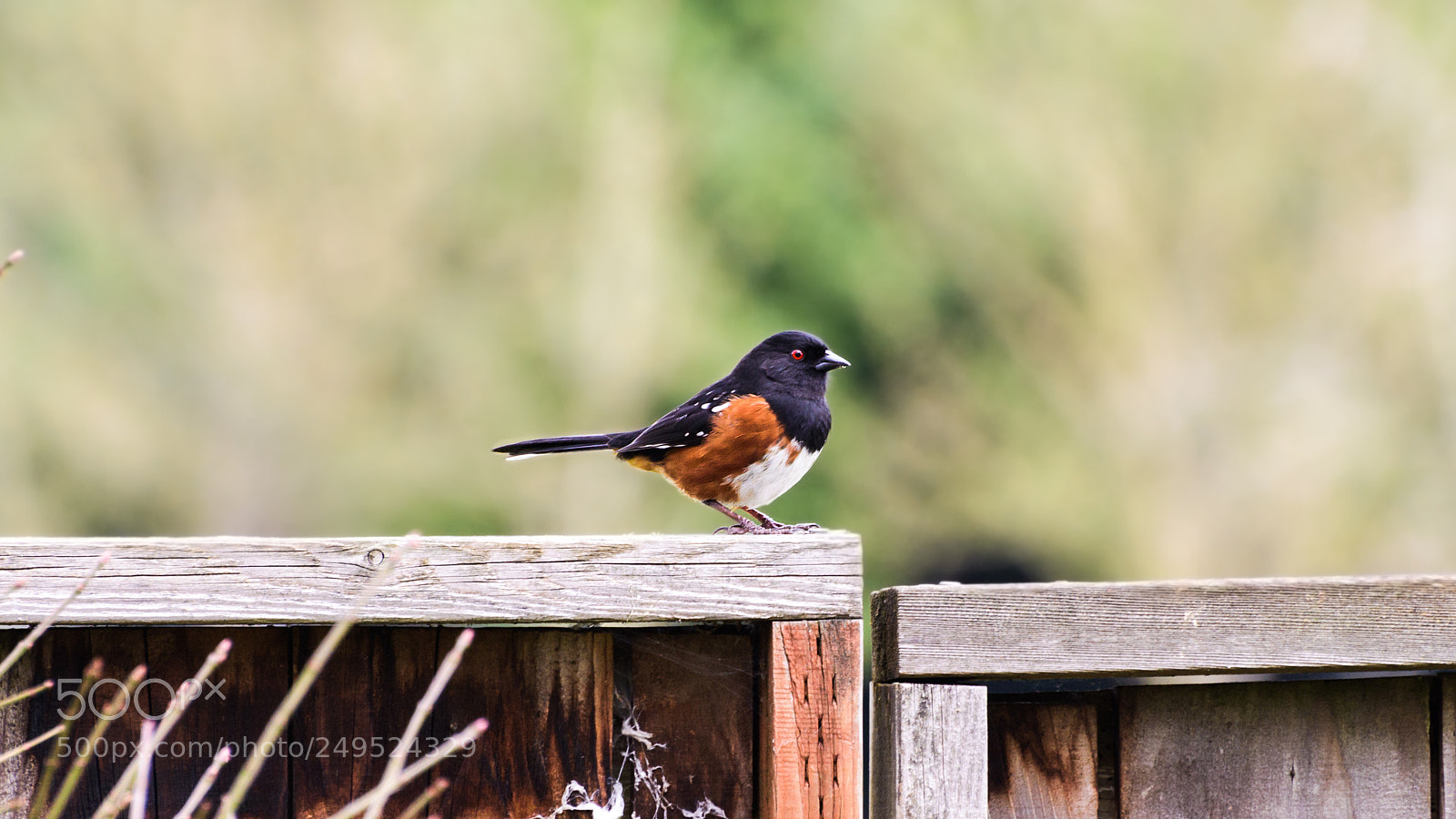 Nikon D800 sample photo. Towhee on a fence photography